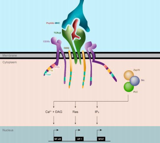TCR的结构及其T细胞激活途径