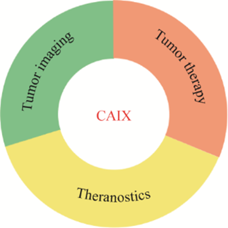 基于CAIX的抗肿瘤研究进展