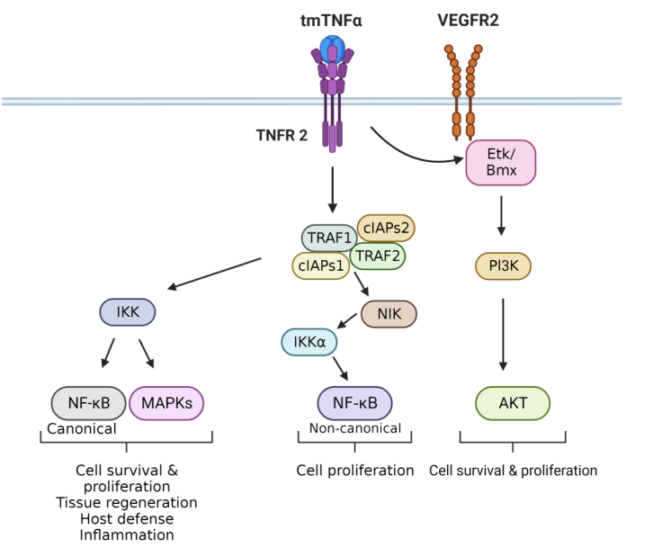 TNF-α及TNFR2传导信号