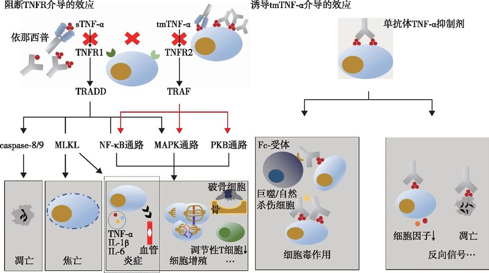 TNF-α抑制剂的作用机制