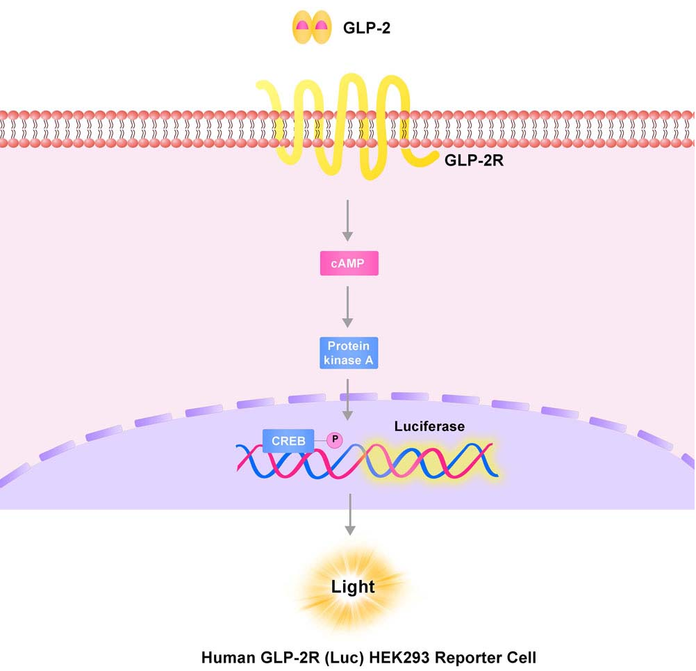 GLP-2R报告基因细胞株原理图
