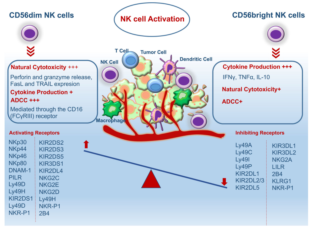 NK细胞杀伤肿瘤的类型和功能示意图