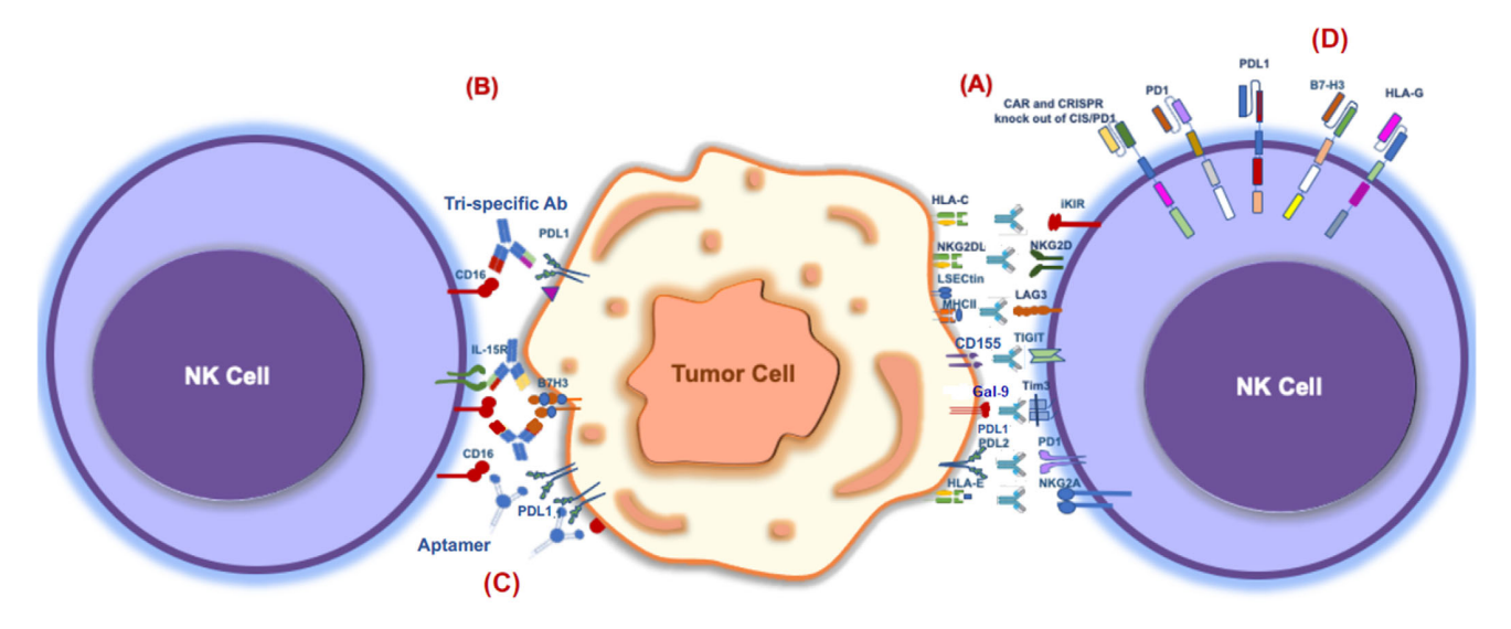 阻断免疫检查点可提高 NK 细胞的抗肿瘤功效