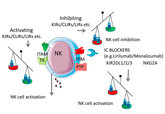 KIR在NK细胞中的作用示意图