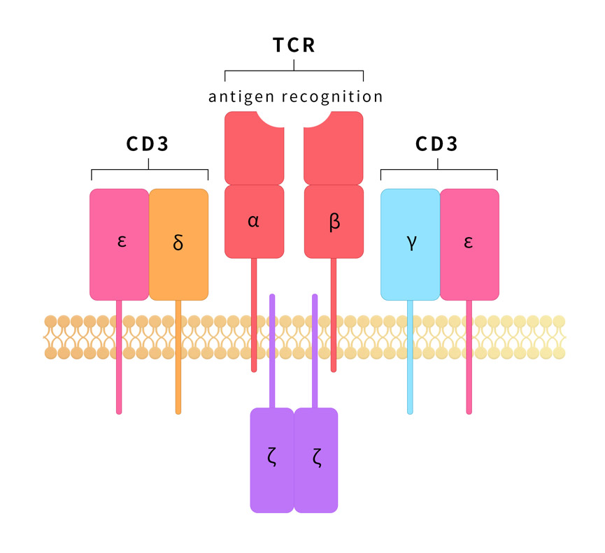 CD3是双抗药物研发的主要靶点