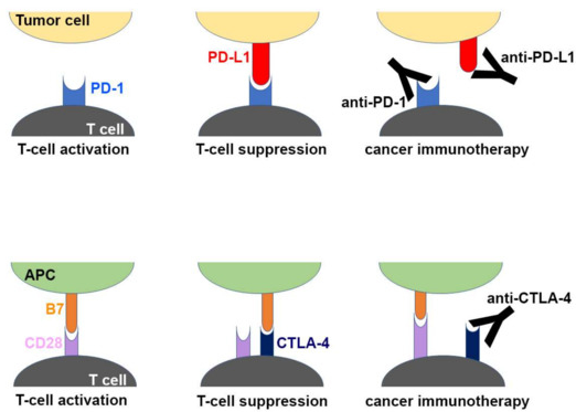 PD-1、PD-L1和CTLA-4抑制剂阻断免疫检查点的分子机制