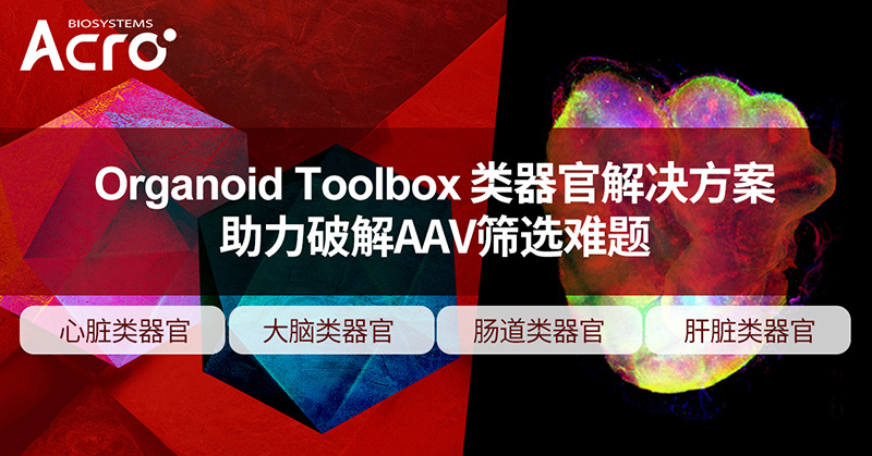 Organoid Toolbox破解AAV筛选难题