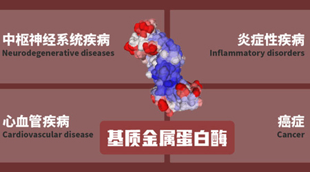 基质金属蛋白酶：肿瘤微环境里的“双面人”