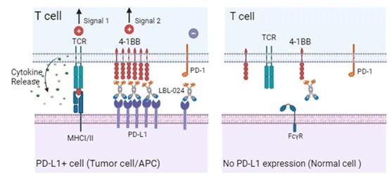 LBL-024主要作用机制（图片来源：维立志博官网）  恒瑞医药SHR-1701：PD-L1/TGF-βRII双抗