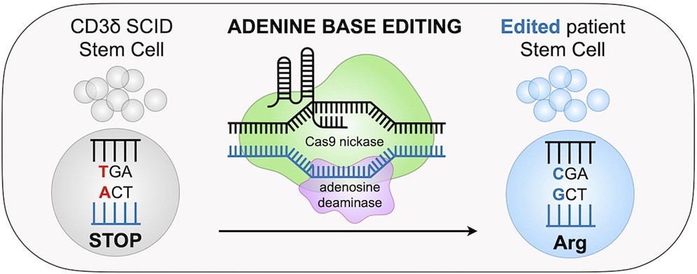 利用腺嘌呤碱基编辑器（ABE）催化A·T→G·C的转换，从而修复CD3δ-SCID患者的致病突变