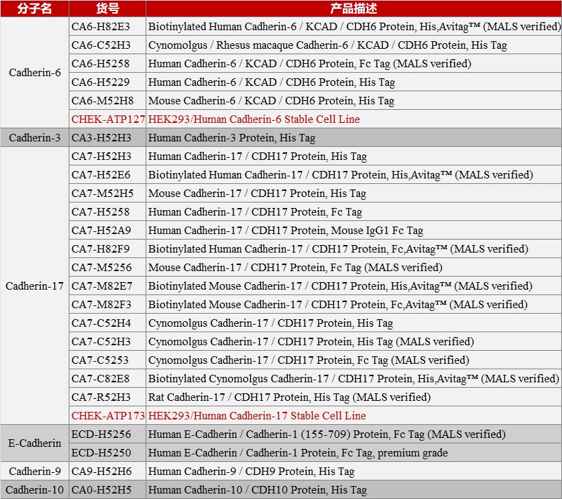 钙粘蛋白（Cadherin，CDH）