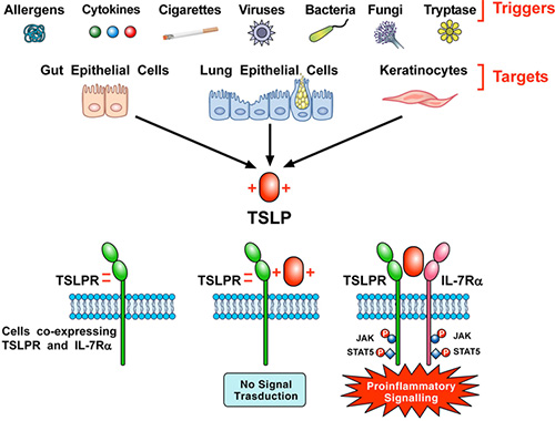 TSLP及其信号复合物在靶标细胞表面的产生示意图