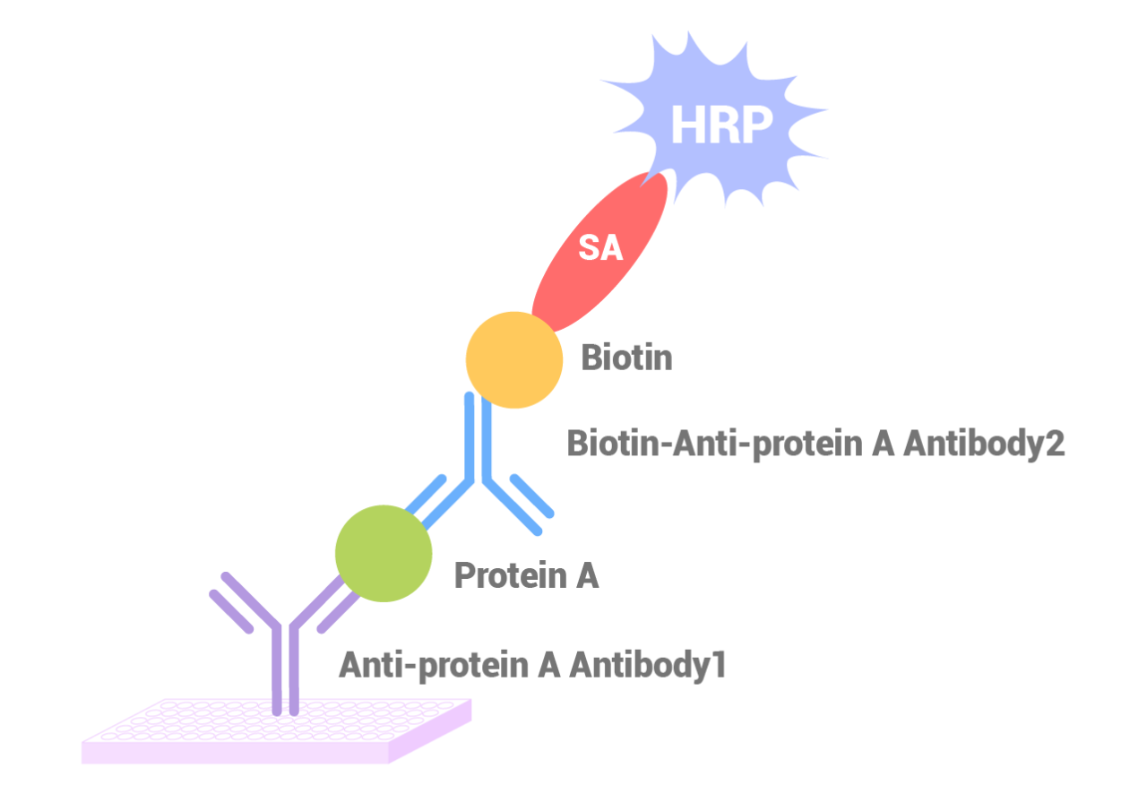 resDetect™ Protein A残留检测试剂盒