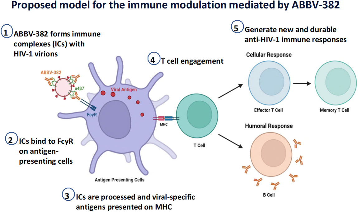ABBV-382介导的免疫调节模型示意图