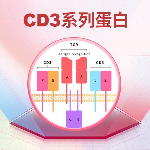 2024双抗新药上市