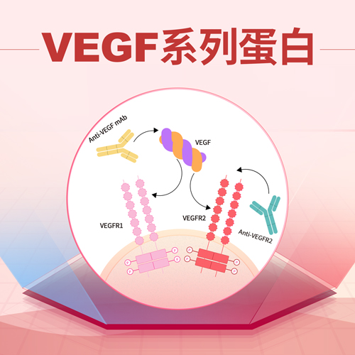 2024双抗新药上市