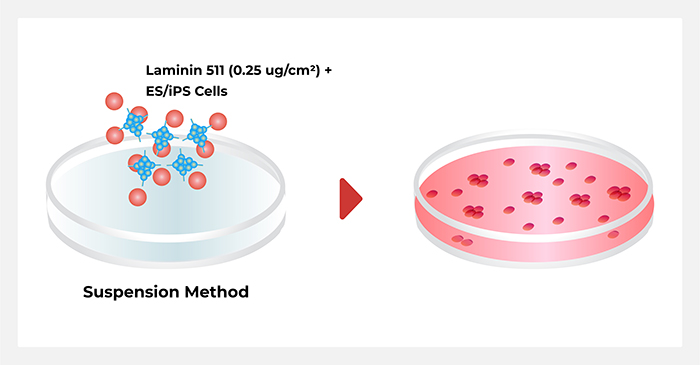 高品质Laminin蛋白支持临床iPSC建库