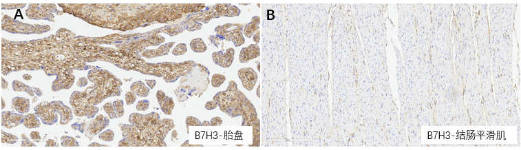 阳性质控，B7H3抗体在胎盘组织上的染色；图B：阴性质控，B7H3抗体在结肠平滑肌组织上的染色