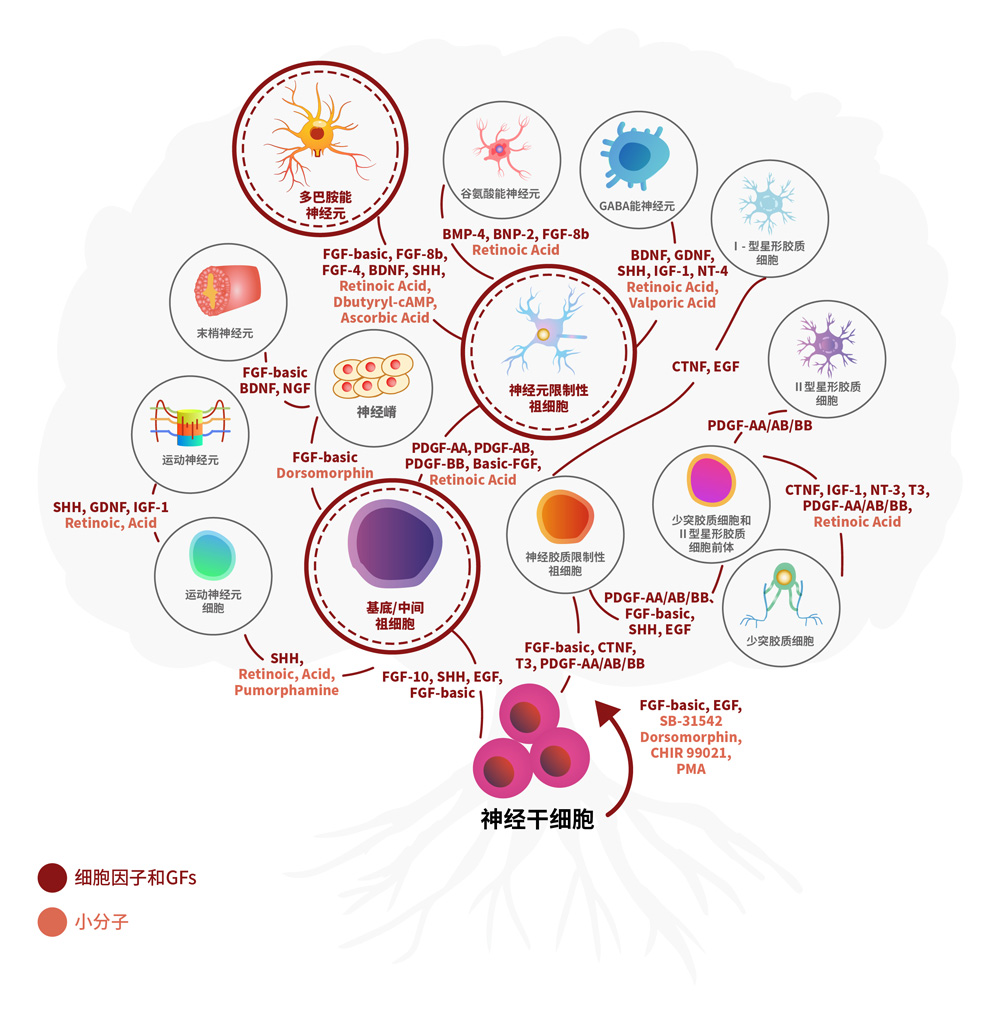 Aneuro联合Organoid Toolbox助您解码帕金森病新前沿