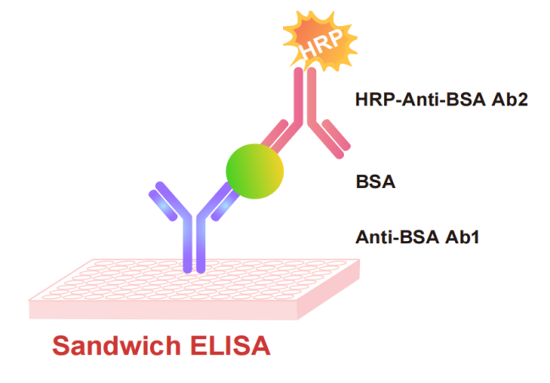 双抗夹心ELISA原理示意图