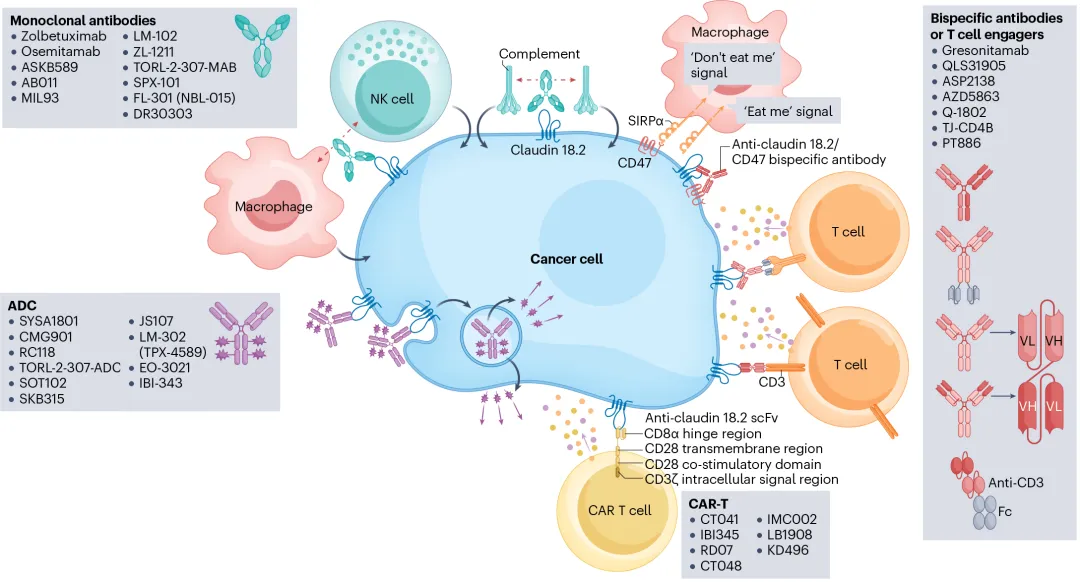 Claudin 18.2相关药物及其作用机制
