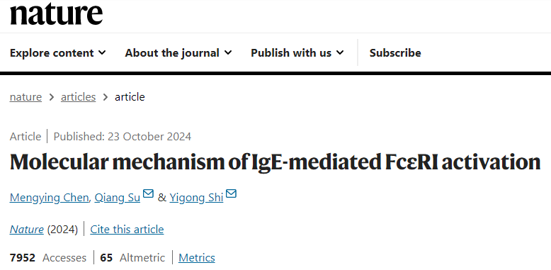 【Nature洞见】IgE介导的FcεRI活化，过敏性疾病的关键机制