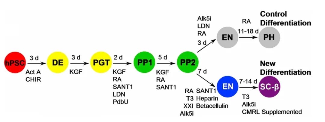 GMP级Activin A等助力iPSC创新疗法治愈糖尿病