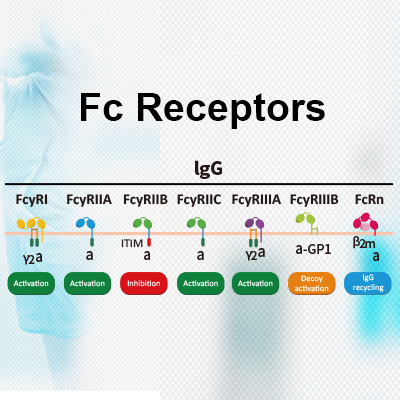 抗体药效评估“引擎”，Fc受体系列助您一路领跑