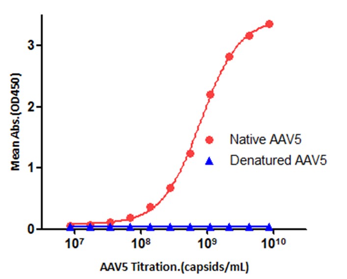 与Denatured AAV5无交叉反应