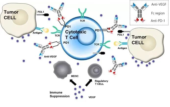 PD-（L）1×VEGF组合领航时