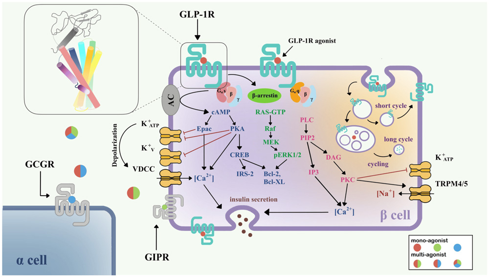 GPR75：解锁肥胖治疗新希望