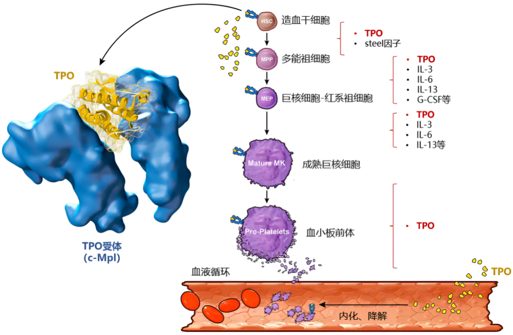 TPO血小板的产生过程