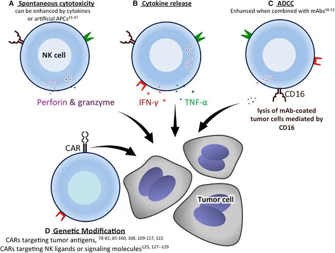 NK细胞杀伤肿瘤细胞的机制