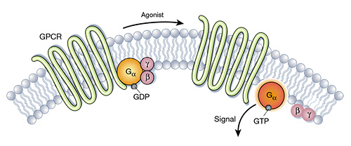 GPCRs的结构示意图