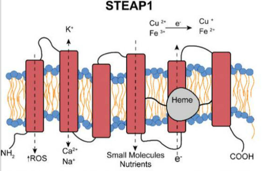 STEAP1的结构示意图