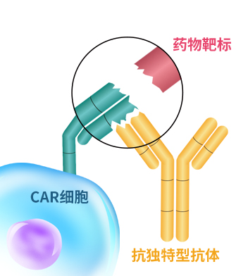 检测Anti-BCMA(C11D5.3) CAR的高特异性抗体！