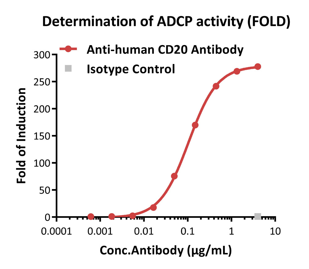 深度解析ADC药物的临床前药效评价关键点