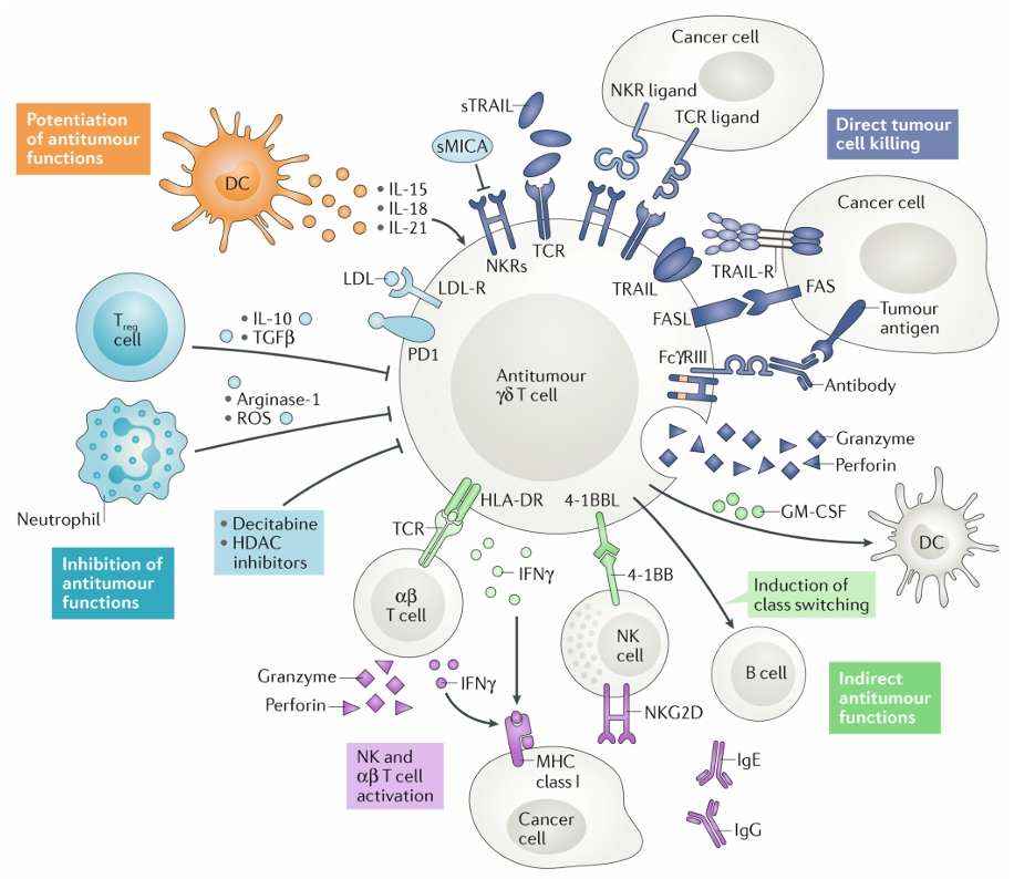 Antitumour γδ T cell functions and their regulation.